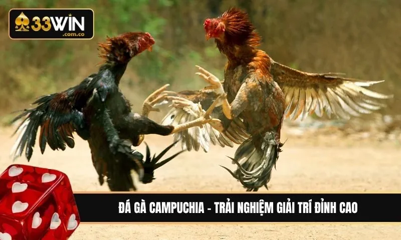 Đá gà Campuchia là gì? Trải nghiệm đầy kịch tính tại trường gà
