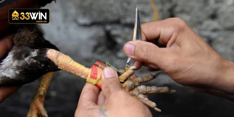 Đá gà cựa dao có điểm gì thú vị? Đá gà cựa dao có điểm gì thú vị?