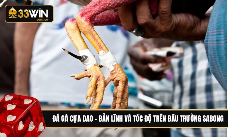 Đá gà cựa dao - Bản lĩnh và tốc độ trên đấu trường Sabong
