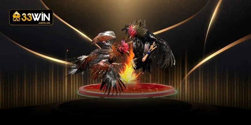 Đá gà cựa sắt và những kinh nghiệm thực chiến