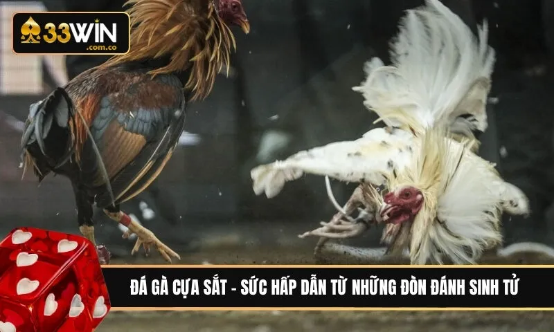 Đá gà cựa sắt - Sức hấp dẫn từ những đòn đánh sinh tử