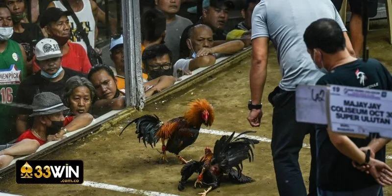 Đá gà Philippines là gì?