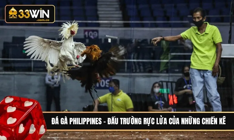 Đá gà Philippines - Đấu trường rực lửa của những chiến kê
