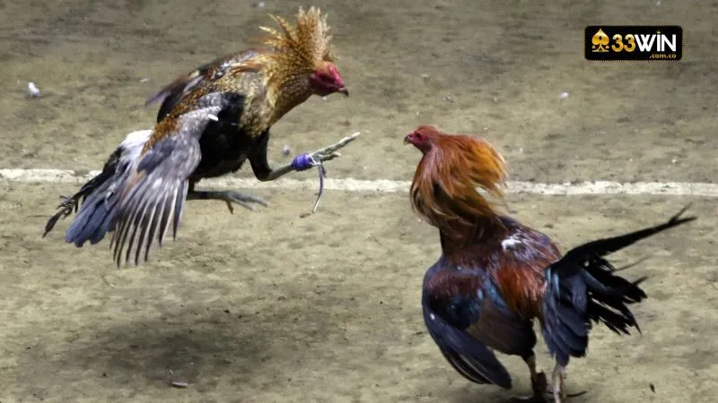 Đừng bỏ lỡ kinh nghiệm chơi