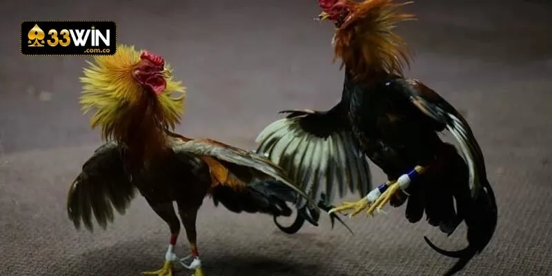 Hệ thống cam kết  cung cấp nền tảng cược uy tín, đẳng cấp