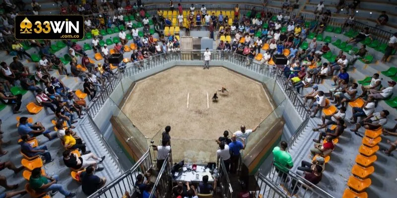 Hướng dẫn cách tham gia đá gà Philippines tại hệ thống