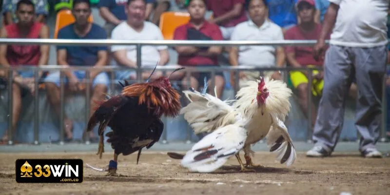 Kinh nghiệm bắt kèo dễ thắng của cao thủ