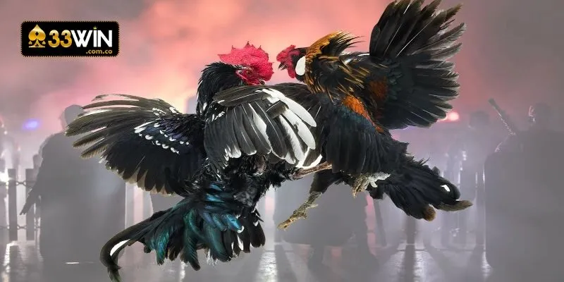 Làm sao để soi kèo đá gà Thomo trăm trận trăm thắng?