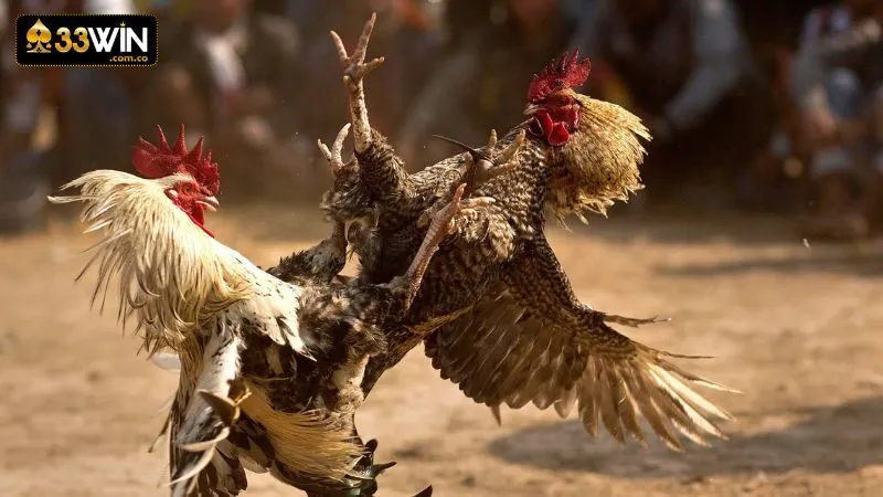 Luật cá cược đá gà Campuchia khá rõ ràng và chi tiết