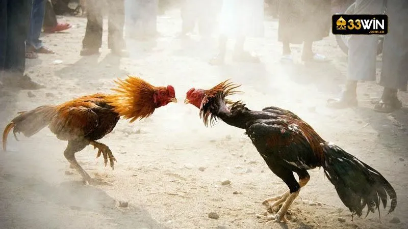 Nhà cái mang đến loại hình đá gà cựa sắt