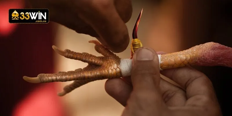 Thế nào là đá gà cựa sắt?